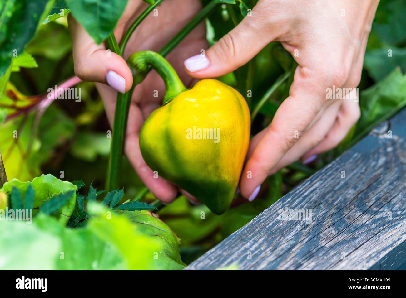 Primo piano di verdure al peperone giallo che crescono nell'orto, tenute da mani umane. Concetto di agricoltura biologica, giardinaggio ecologico, raccolto stagionale Foto Stock