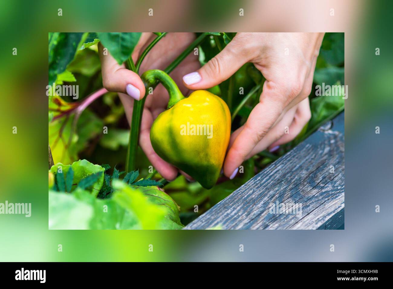 Primo piano di verdure al peperone giallo che crescono nell'orto, tenute da mani umane. Concetto di agricoltura biologica, giardinaggio ecologico, raccolto stagionale Foto Stock