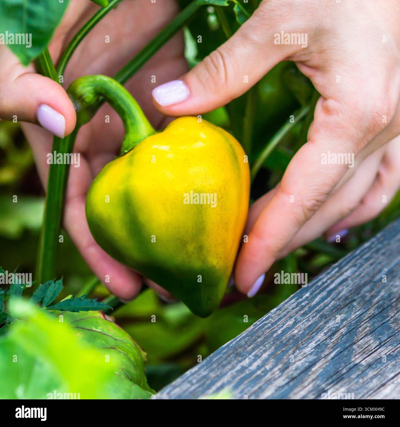 Primo piano di verdure al peperone giallo che crescono nell'orto, tenute da mani umane. Concetto di agricoltura biologica, giardinaggio ecologico, raccolto stagionale Foto Stock