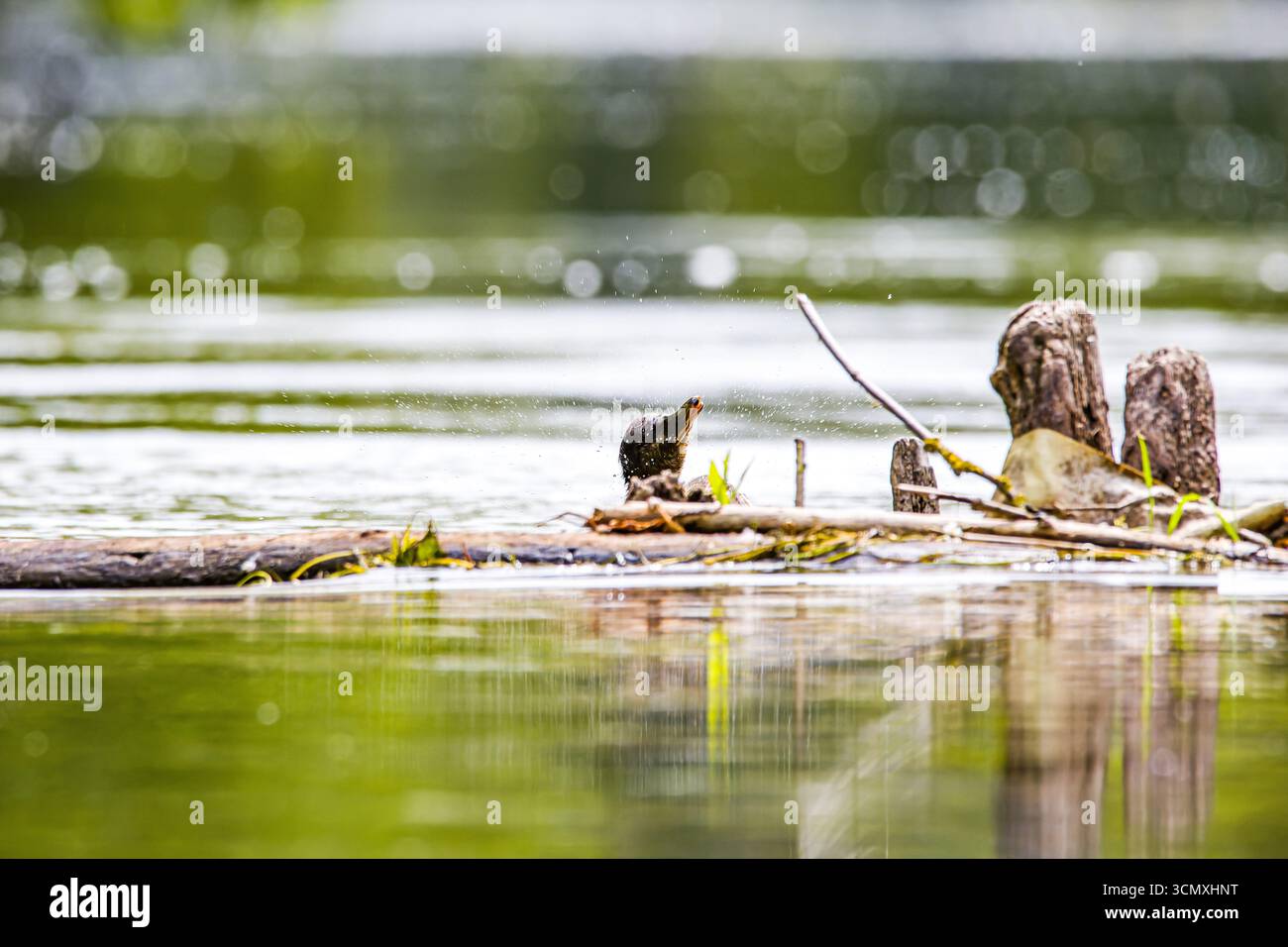Un'anatra domestica (Anas platyrhynchos) sta facendo il bagno nel fiume, battendo le ali e spruzzando acqua che scintilla magnificamente nella retroilluminazione. Il li Foto Stock