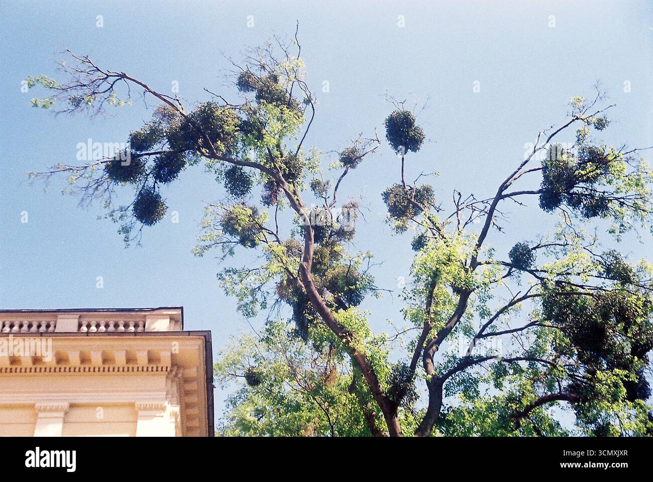 Alberi urbani circondati da edifici. Le cime verdi degli alberi sorgono tra l'architettura della città, mescolando natura e vita urbana. Foto Stock