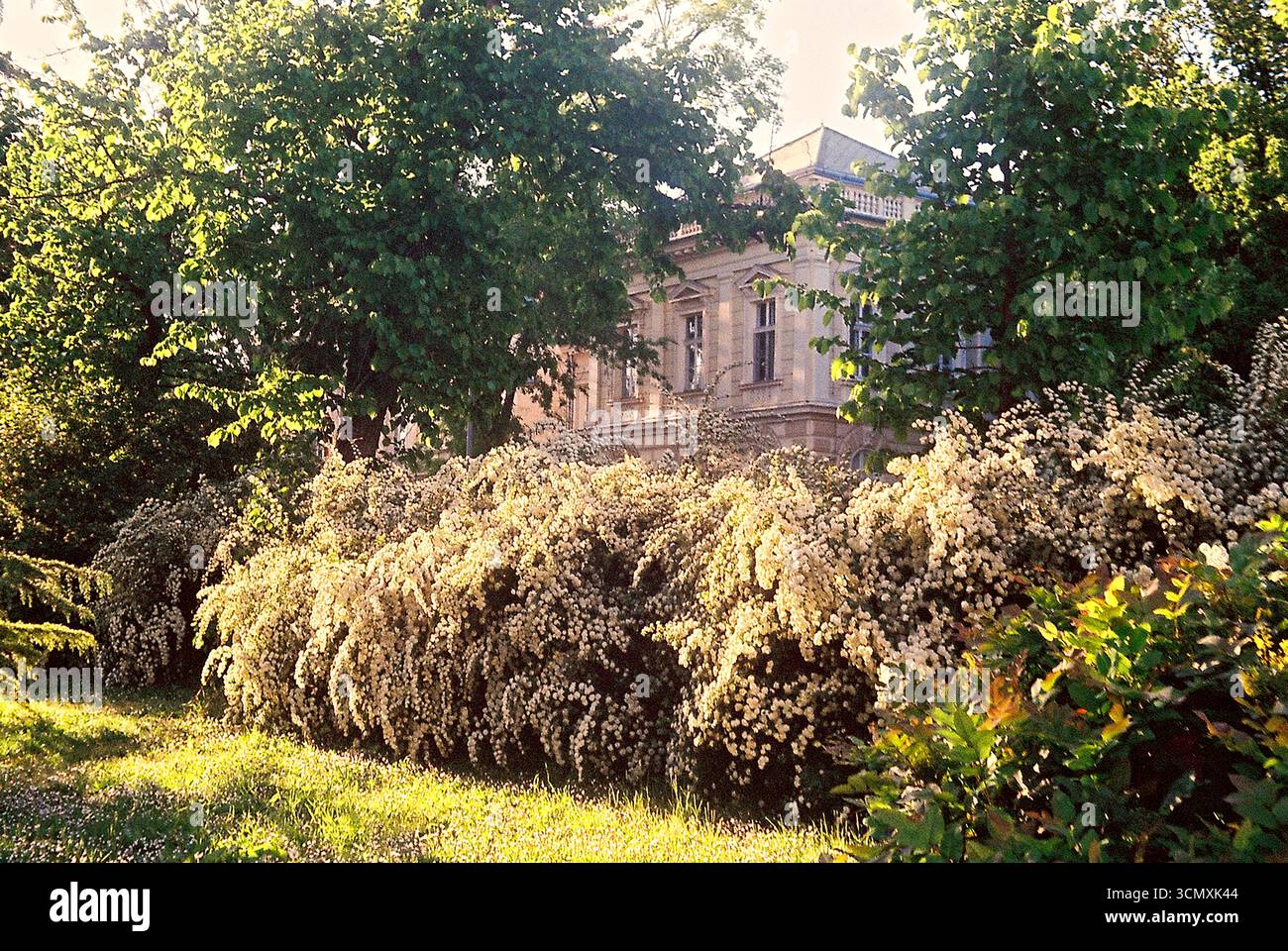 Fotografia analogica di piante e arbusti in un parco locale, catturando forme organiche e texture naturali. Foto Stock