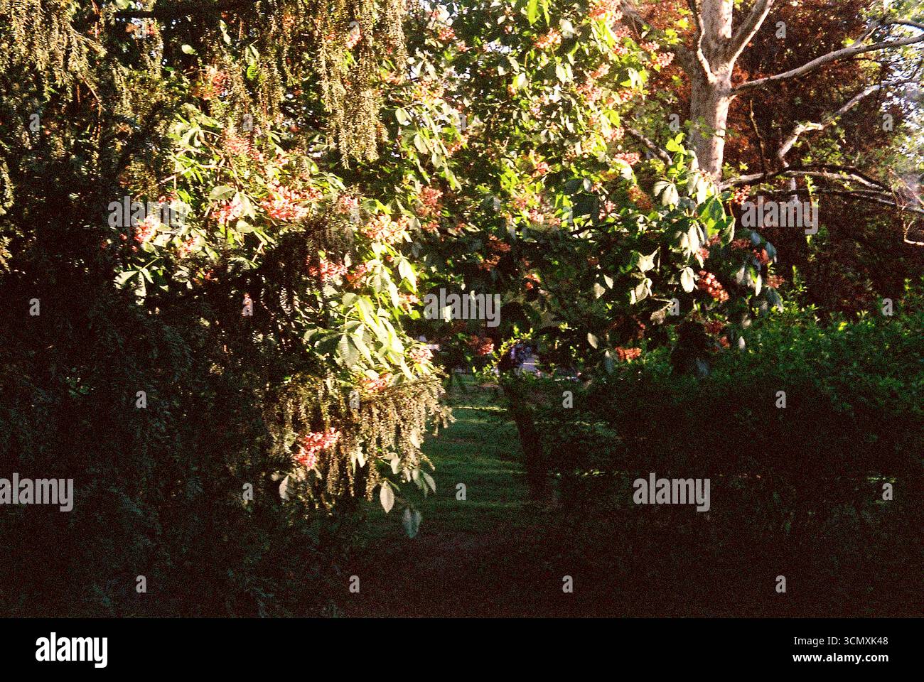 Fotografia analogica di piante e arbusti in un parco locale, catturando forme organiche e texture naturali. Foto Stock