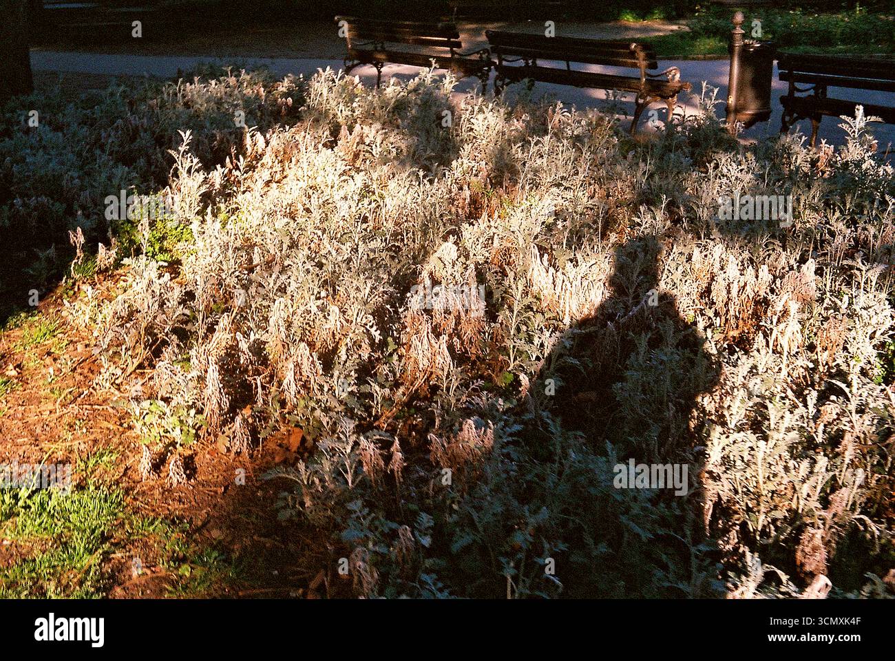 Fotografia analogica di piante e arbusti in un parco locale, catturando forme organiche e texture naturali. Foto Stock