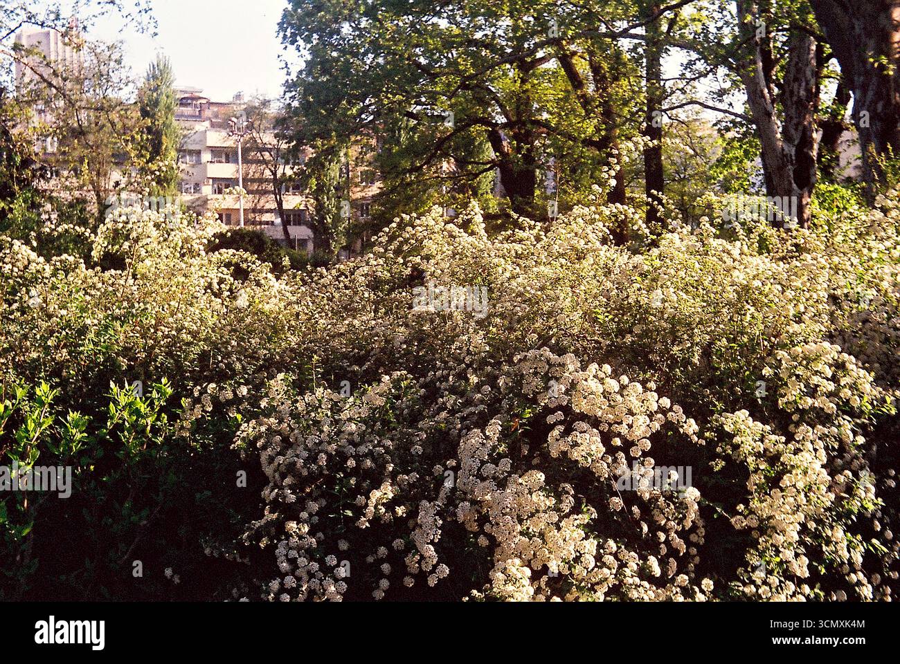 Fotografia analogica di piante e arbusti in un parco locale, catturando forme organiche e texture naturali. Foto Stock