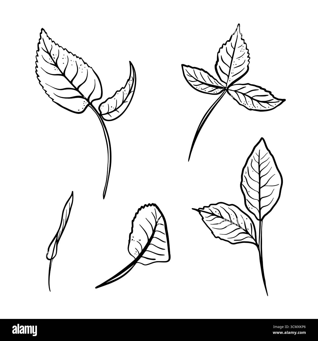 Bianco e nero botanico clipart rosa foglie vettoriale. Disegni a linee di foglie e rami disegnati a mano. Illustrazioni minimaliste del fogliame del contorno per l'imballaggio Illustrazione Vettoriale