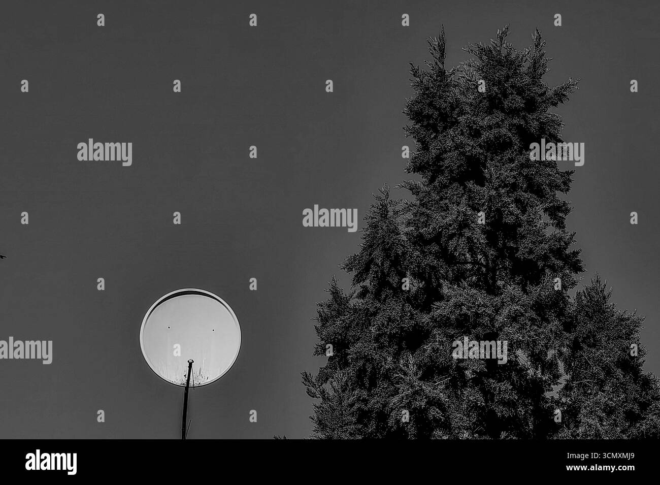 Satellite Dish e Evergreen Tree contro Open Sky. Tonalità monocromatiche. Foto Stock