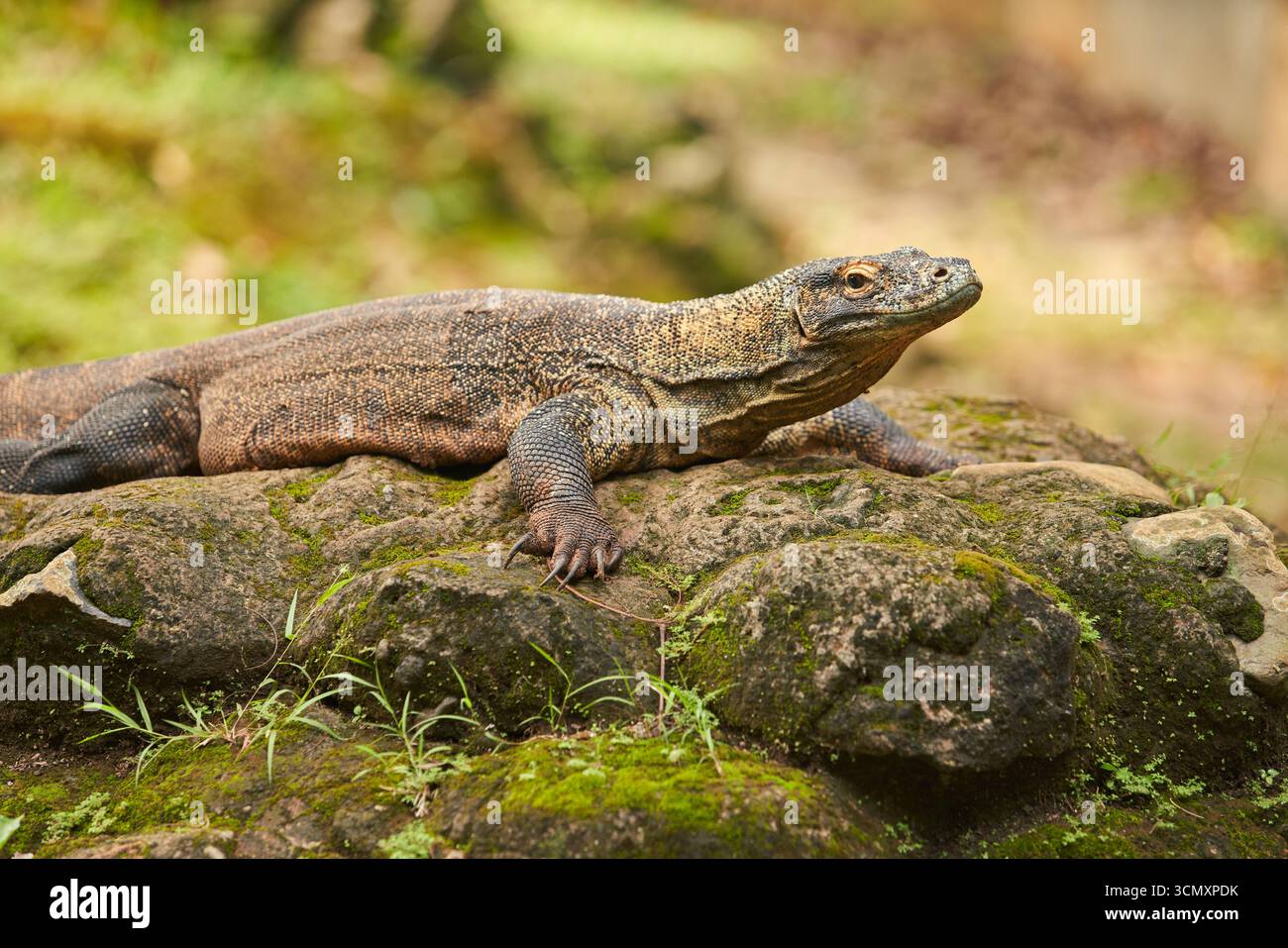 Un drago di Komodo giace su una roccia muschiata nel suo ambiente naturale. La pelle ruvida e squamosa e il corpo potente le conferiscono un aspetto potente e dominante. Foto Stock