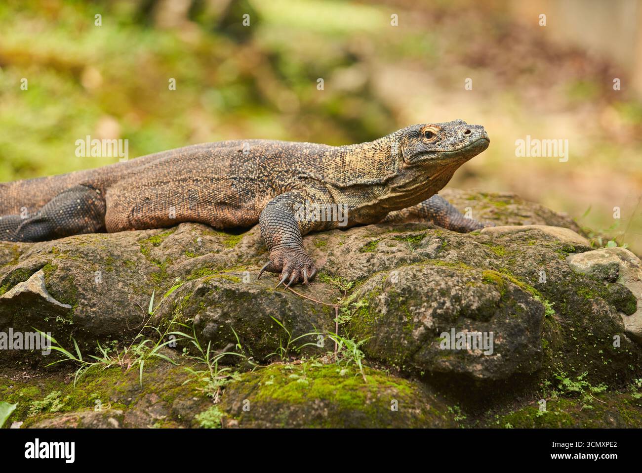 Un drago di Komodo giace su una roccia muschiata nel suo ambiente naturale. La pelle ruvida e squamosa e il corpo potente le conferiscono un aspetto potente e dominante. Foto Stock