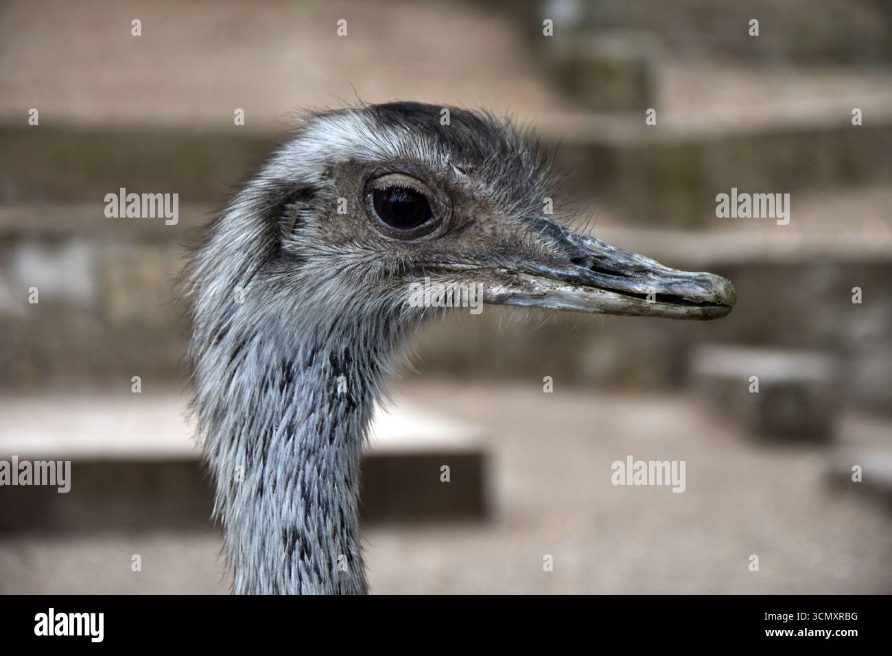 Il ritratto di primo piano di rhea, uccello sudamericano senza volo Foto Stock