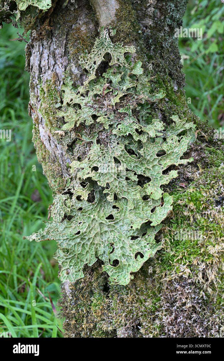 Lobaria pulmonaria. Cornovaglia, Regno Unito Foto Stock