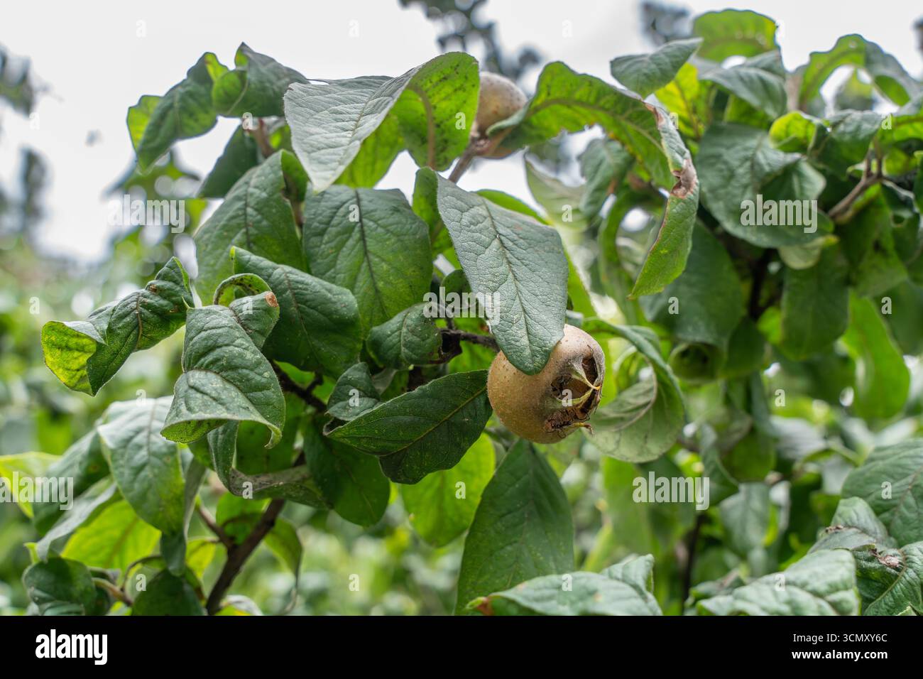 Un frutto di medlar Mespilus germanica cresce tra foglie di verde scuro. La pelle marrone mostra la sua forma e consistenza uniche. Foto Stock