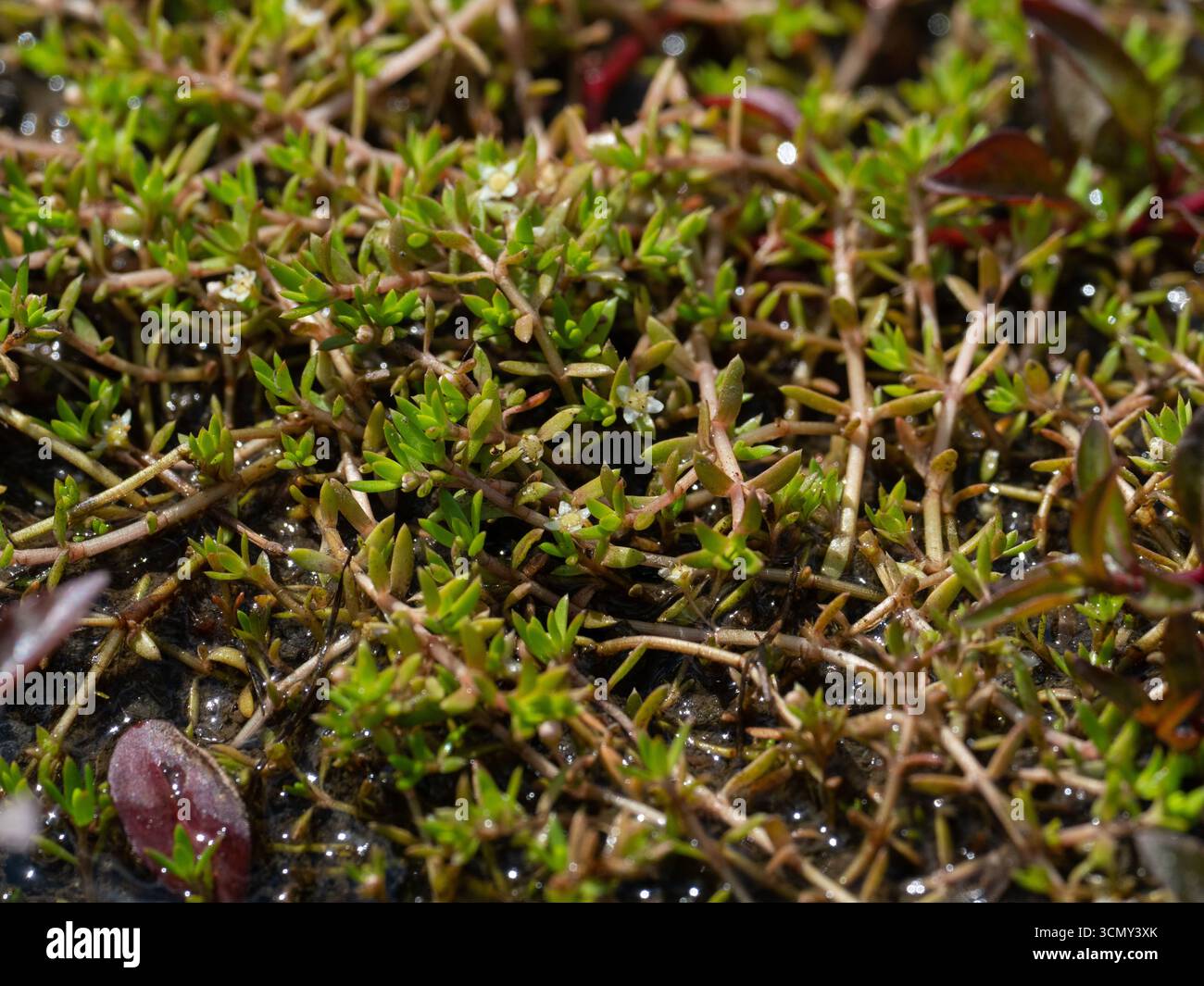 L'erba maiale della nuova Zelanda Crassula helmsii cresce a Hatchet Pond, New Forest National Park, Hampshire, Inghilterra, Regno Unito, giugno 2020 Foto Stock