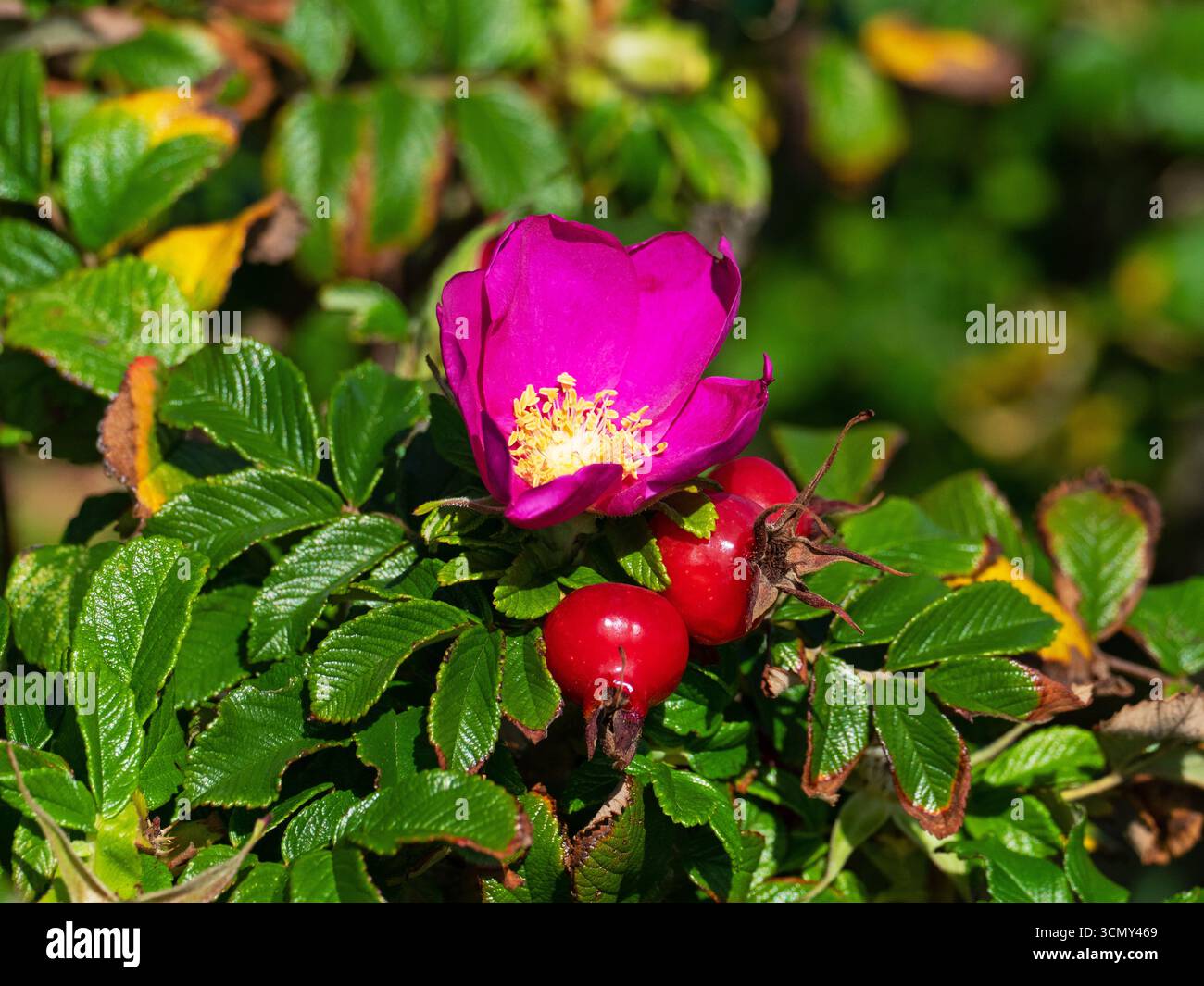 Rosa rosa rugosa e fianchi, Lymington and Keyhaven Nature Reserve, Hampshire and Isleof Wight Wildlife Trust Reserve, Hampshire, Inghilterra, Foto Stock