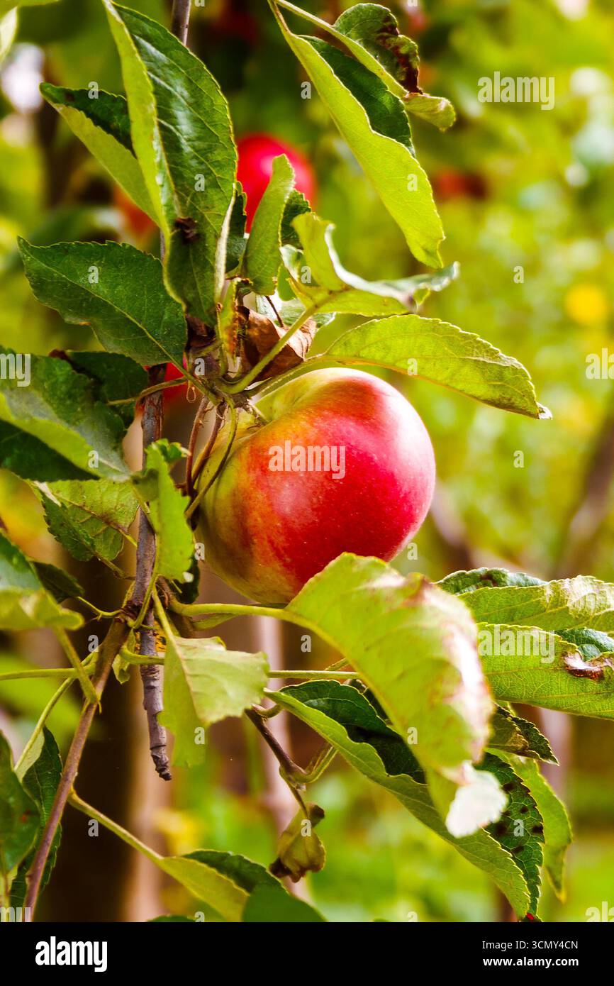 mela melrose appesa al ramo con foglie. frutta biologica matura dolce sull'albero. raccolta rurale autunnale su sfondo verde di fogliame sfocato in Foto Stock