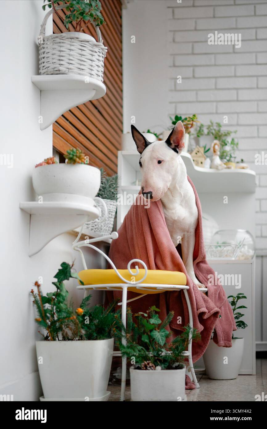 Hygge Balcony Moment con Bull Terrier e coperte accoglienti Foto Stock