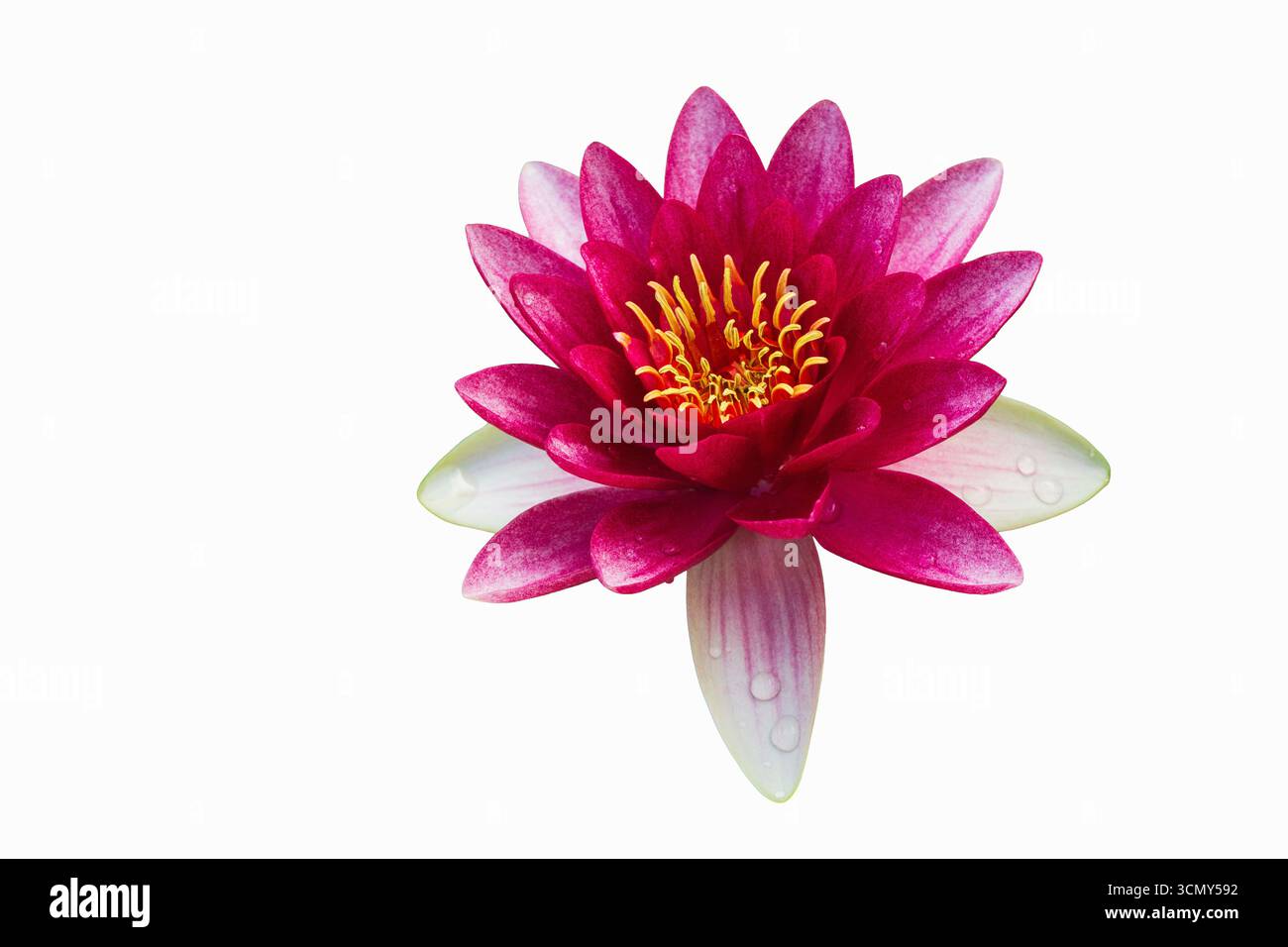 Il bellissimo fiore rosa con delicati petali si apre con grazia, mostrando i suoi colori vivaci in un ambiente tranquillo. Il fiore si distingue per il suo centro soleggiato Foto Stock