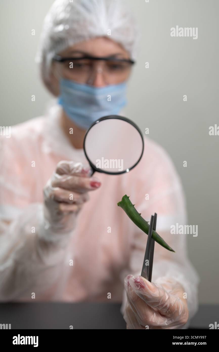 In un ambiente clinico, un ricercatore in abbigliamento da laboratorio sta esaminando da vicino un pezzo di aloe utilizzando forbici e una lente d'ingrandimento. L'attenzione è rivolta ai dettagli dell'impianto per le applicazioni di ricerca. Foto Stock