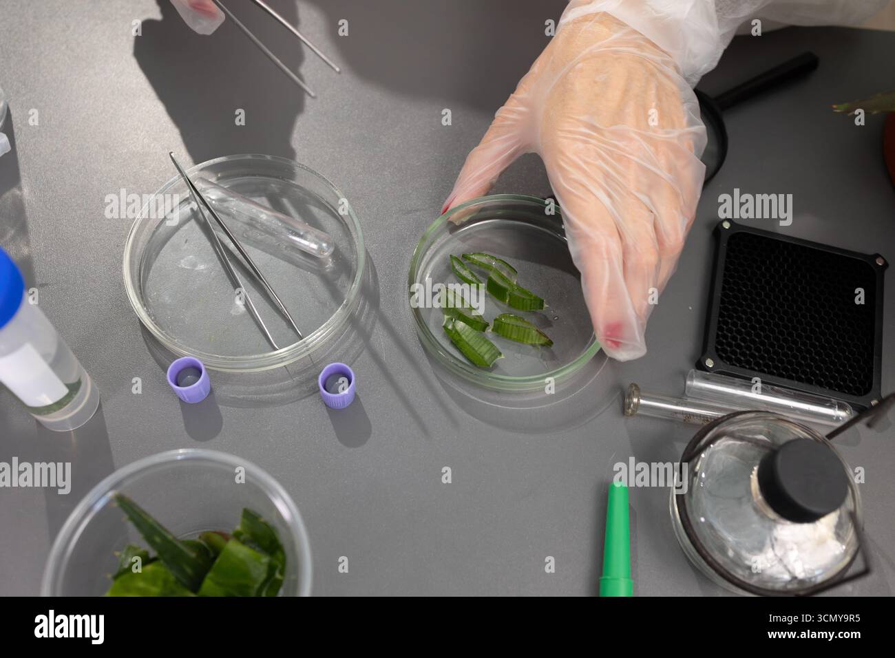 Un ricercatore di guanti esamina i campioni di piante di aloe utilizzando delle pinzette. Sul tavolo sono presenti vari strumenti e materiali di laboratorio, che indicano la ricerca in corso sulle applicazioni di aloe. Foto Stock