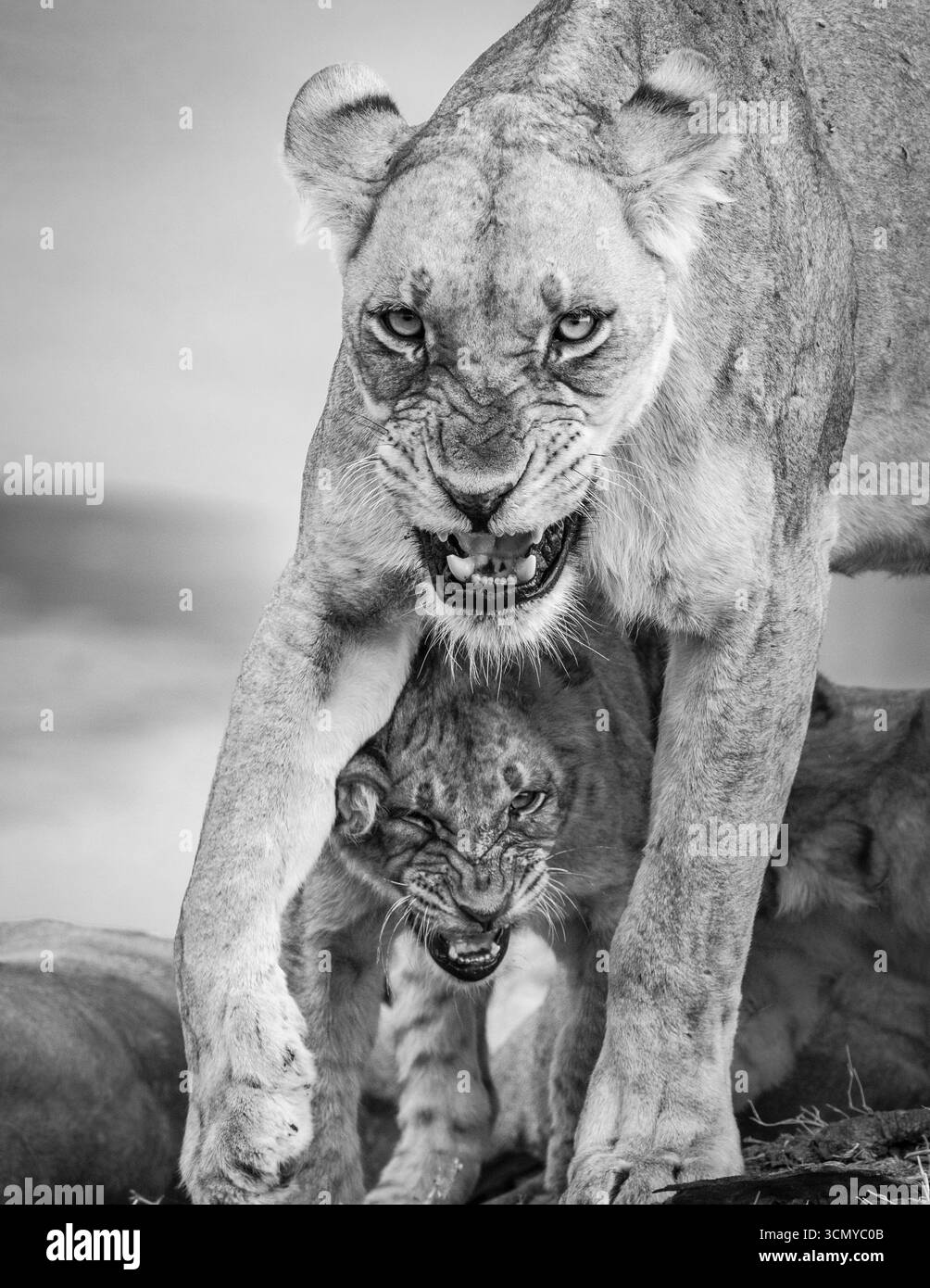 Lioness ritratto in bianco e nero con il bambino. (Panthera leo) animali selvatici con cucciolo di leone tra le gambe. South Luangwa National Park, Zambia, Africa Foto Stock