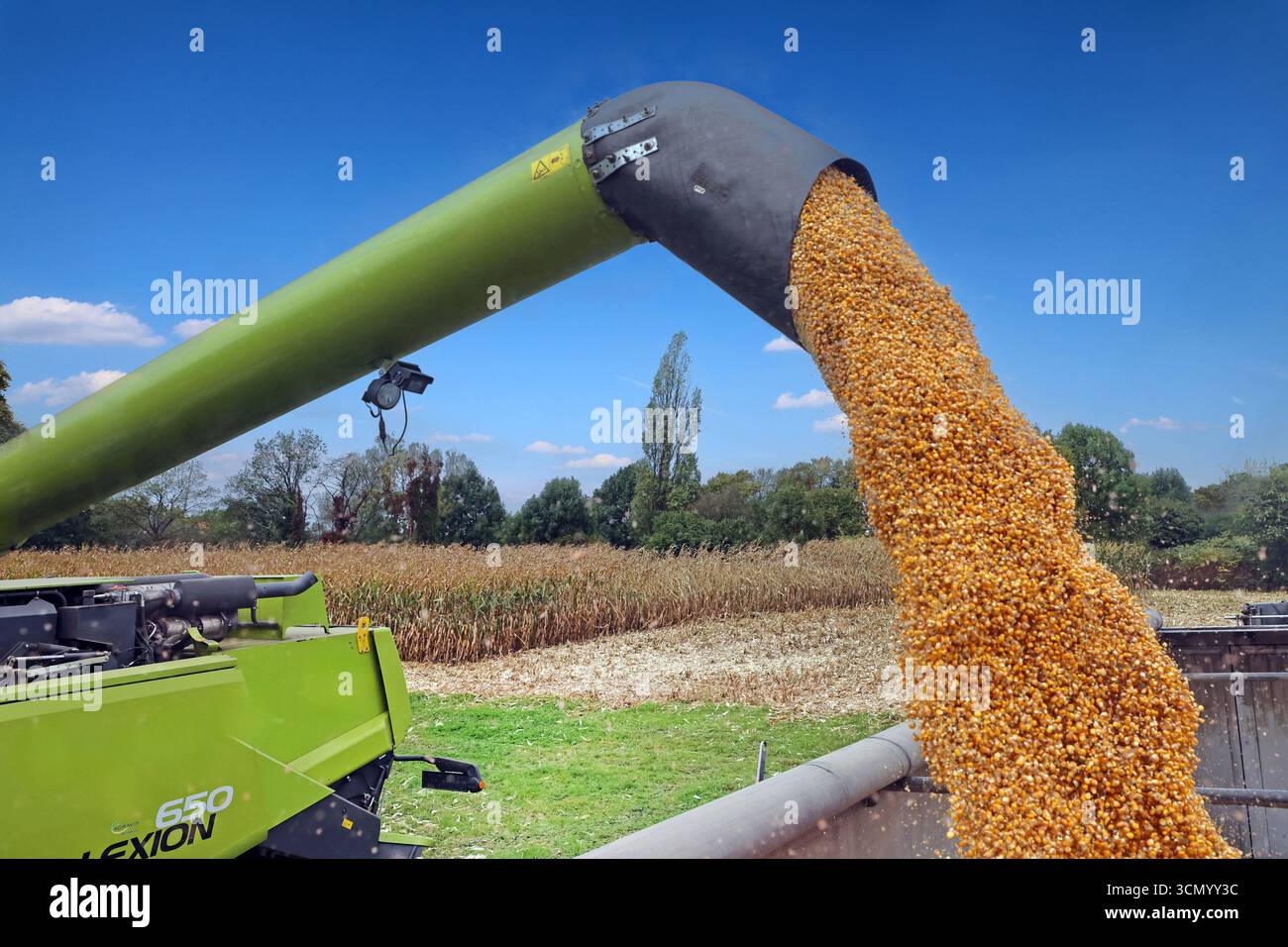 Mais während der Ernte. BEARBEITET: Erntezeit vom Mais gegen Ende September mit einem großen Mähdrescher des Herstellers Claas, der mit einem Maisgebiss ausgestattet ist. *** Granturco durante il raccolto LAVORATO tempo di raccolta del mais verso la fine di settembre con una grande mietitrebbia del produttore Claas, che è dotata di una testata mais Foto Stock