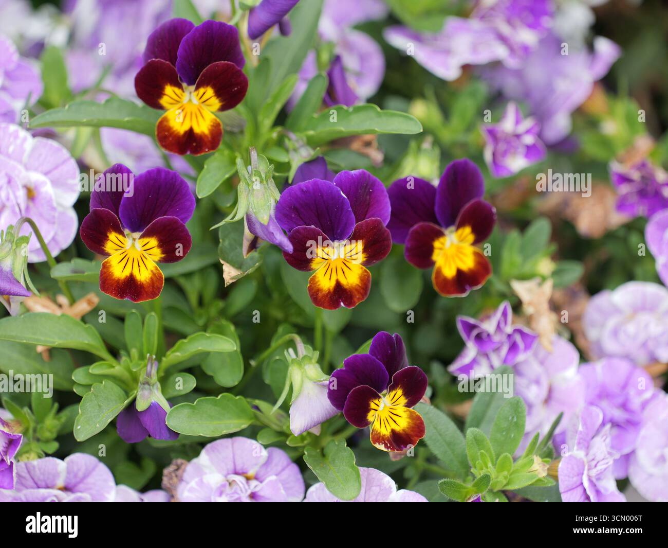 Fiori di pansia cornea viola con centri giallo-rossi e foglie verdi. Primo piano di. Copyspace. Foto Stock