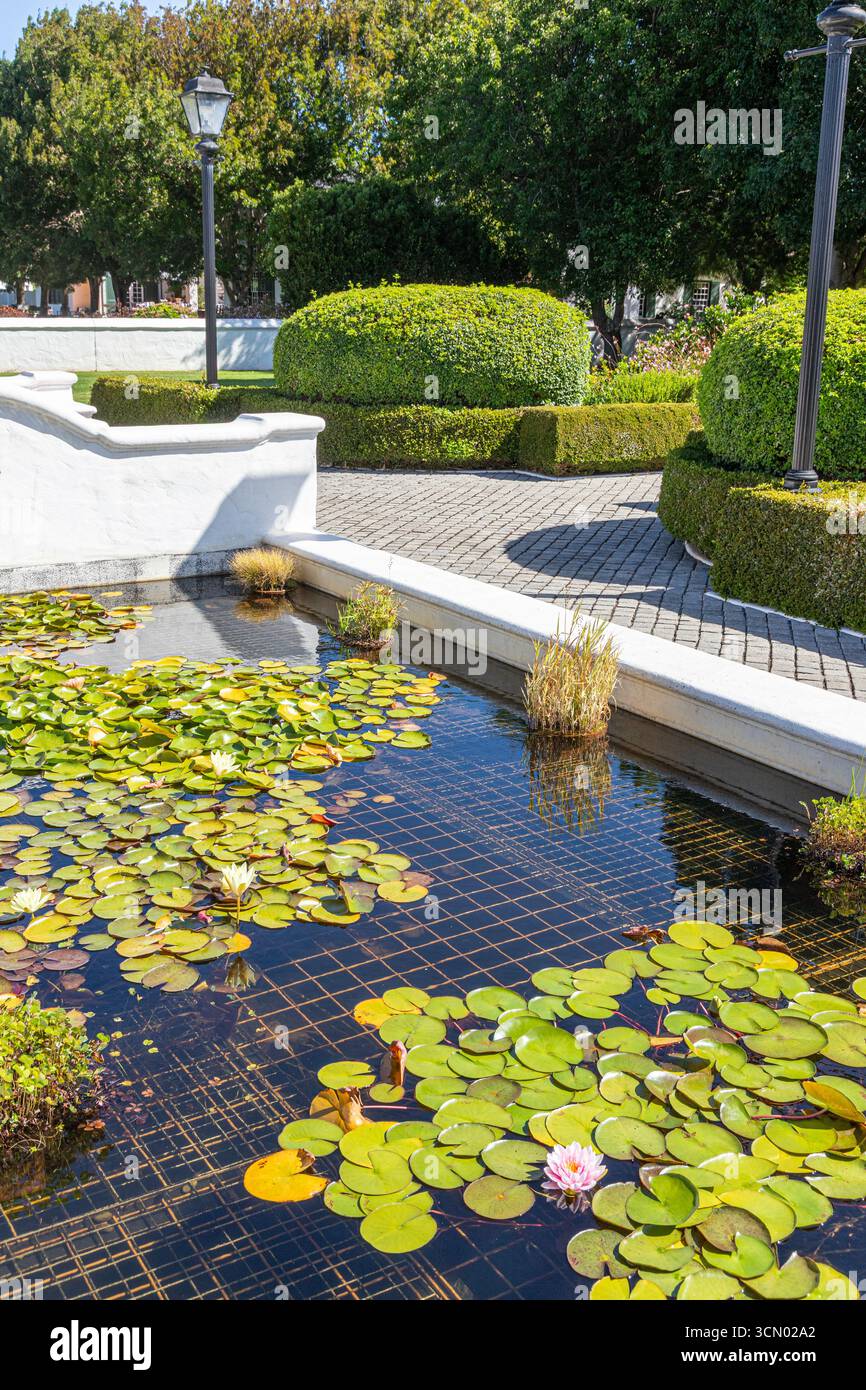 Laghetto di giglio nei giardini del vigneto biologico Voyager Estate Sustainable, Margaret River, Contea di Augusta nella regione sud-occidentale dell'Australi Foto Stock