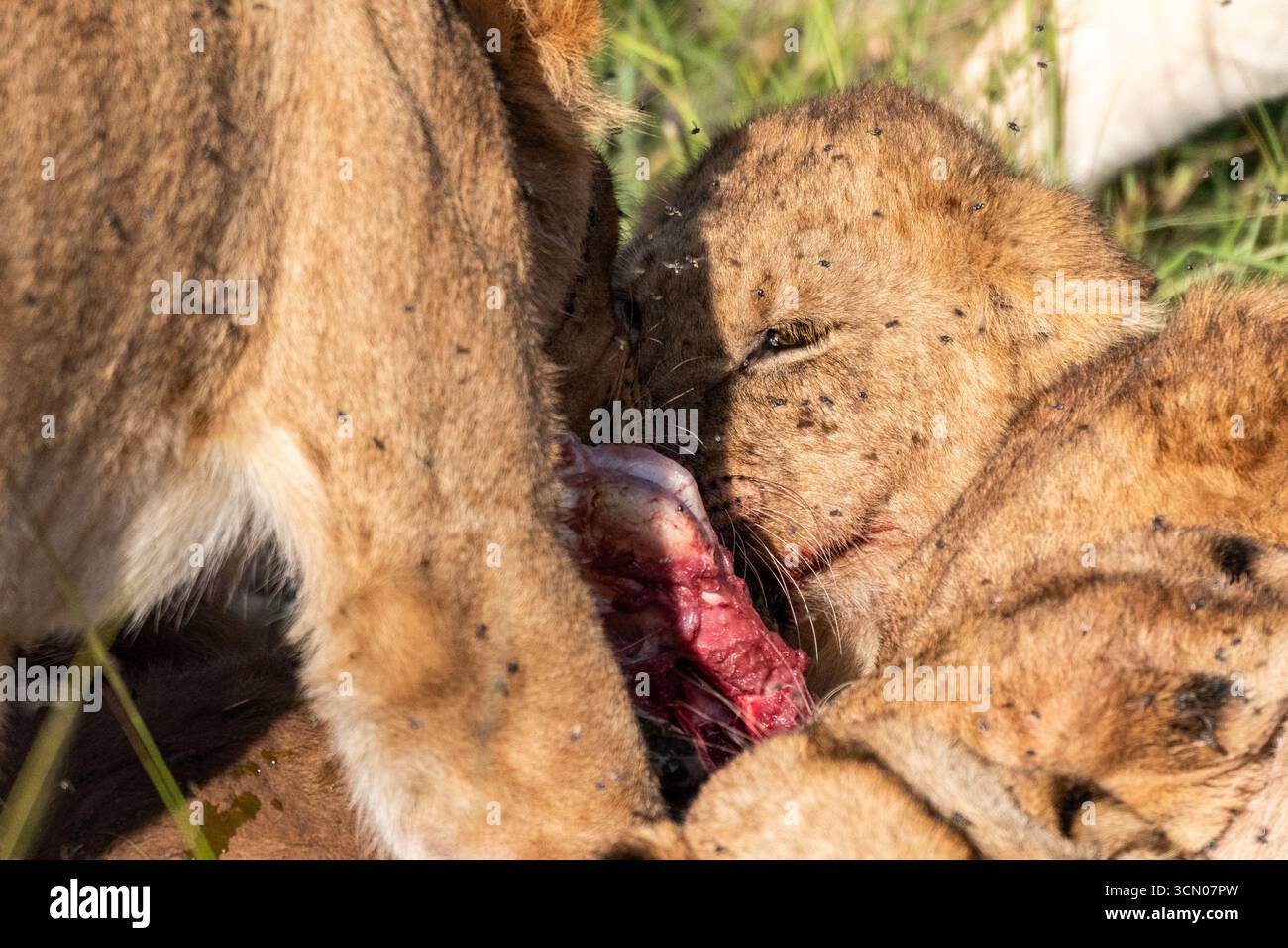 Un orgoglio di leoni che festeggiano per una recente uccisione Foto Stock