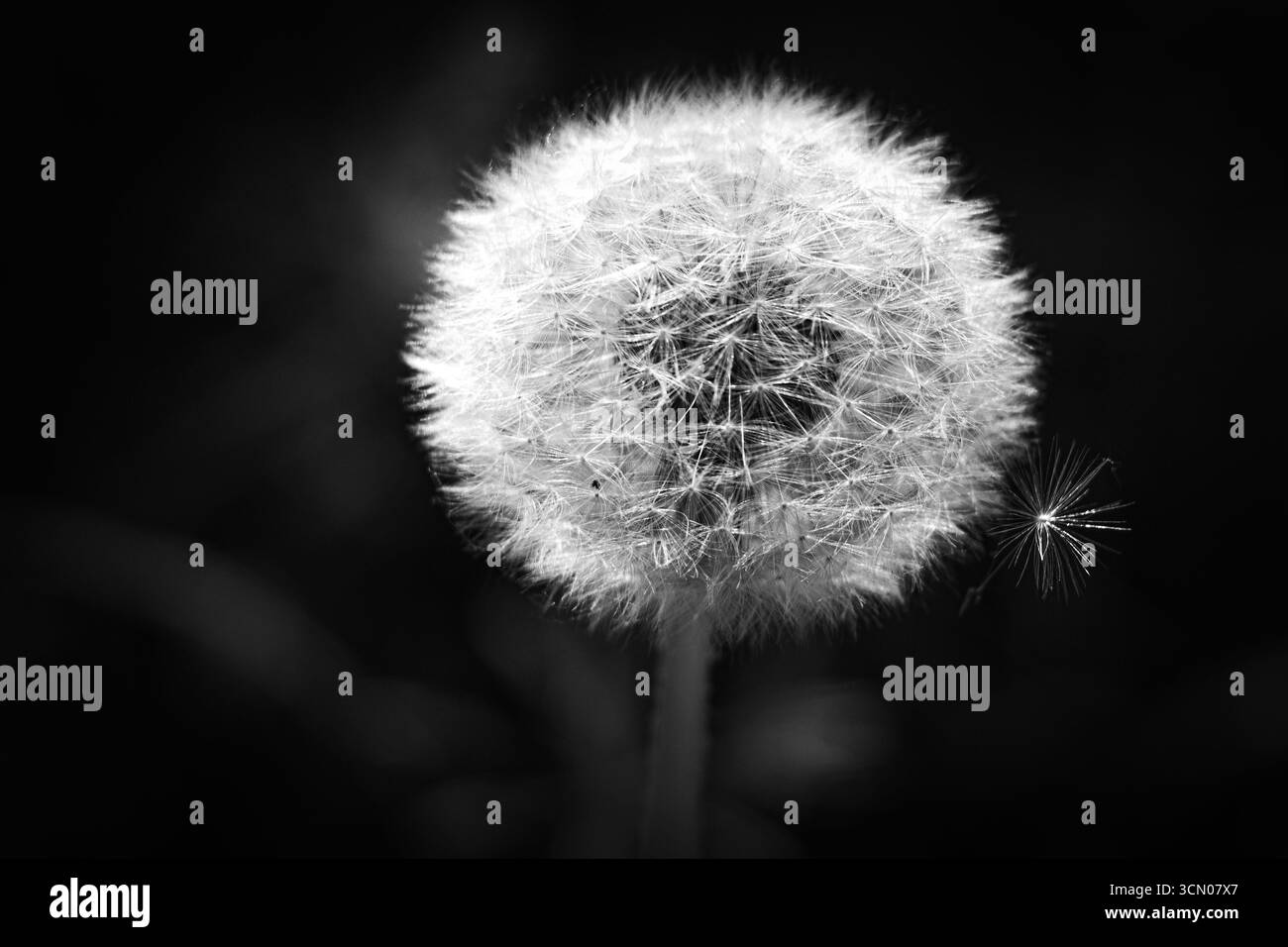 Una foto ravvicinata di un soffice dente di leone con un seme che galleggia nel vento. Simbolo di libertà, fragilità e bellezza della natura. Foto Stock