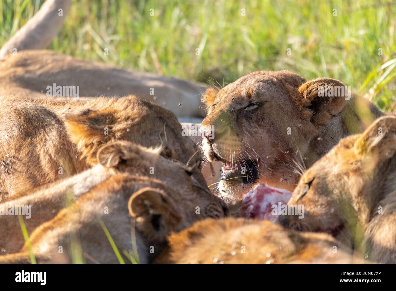 Un orgoglio di leoni che festeggiano per una recente uccisione Foto Stock