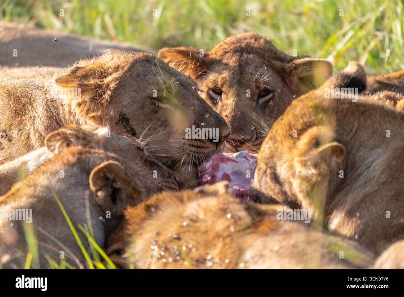 Un orgoglio di leoni che festeggiano per una recente uccisione Foto Stock