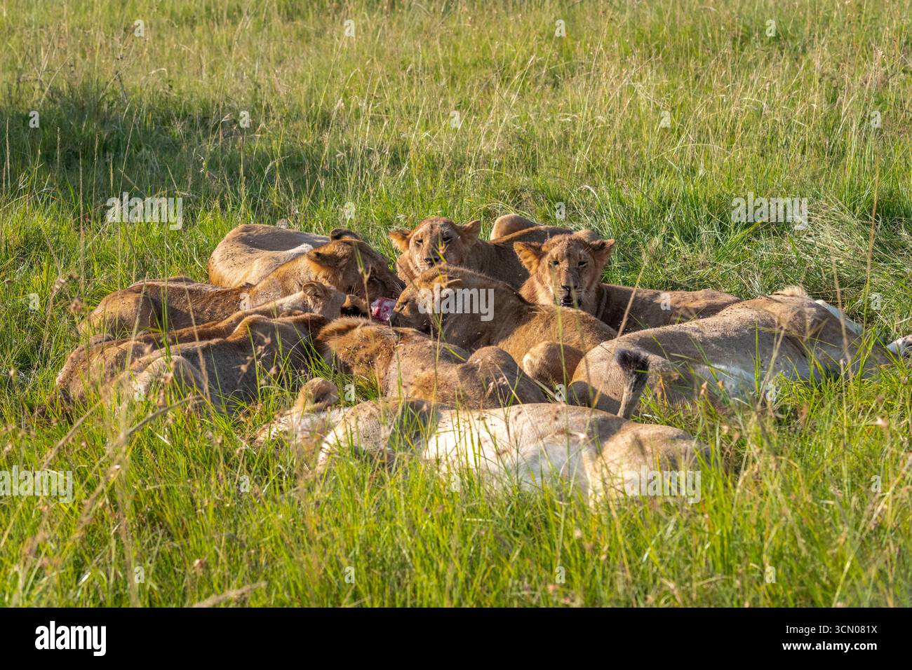 Un orgoglio di leoni che festeggiano per una recente uccisione Foto Stock
