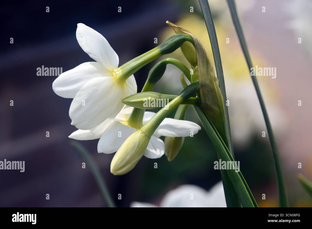 White Narcissus "Silver Chimes" (narcisi) in mostra ai confini presso RHS Garden Harlow Carr, Harrogate, Inghilterra, Regno Unito. Foto Stock