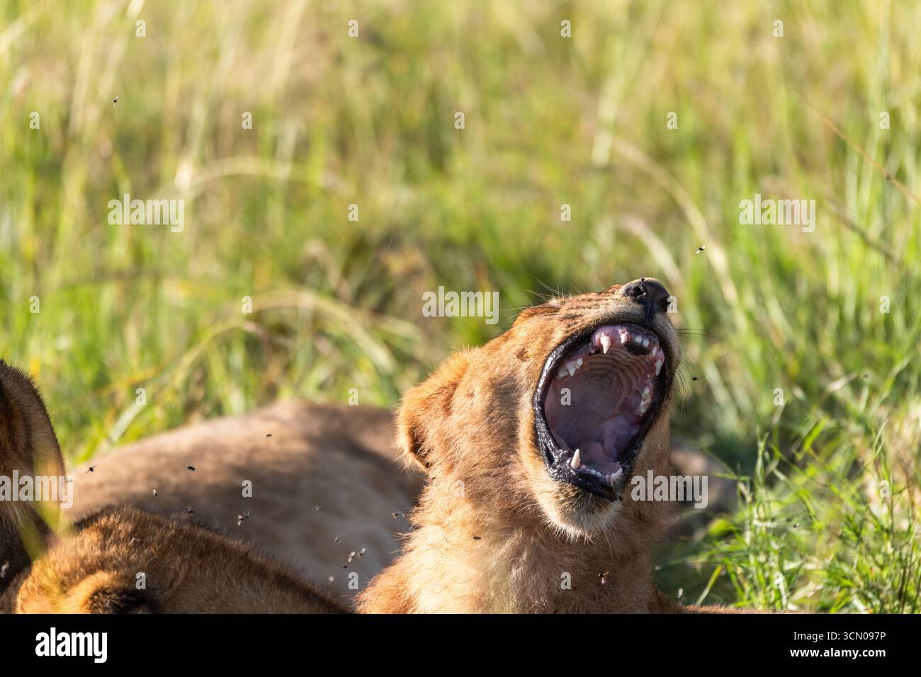 Un orgoglio di leoni che festeggiano per una recente uccisione Foto Stock