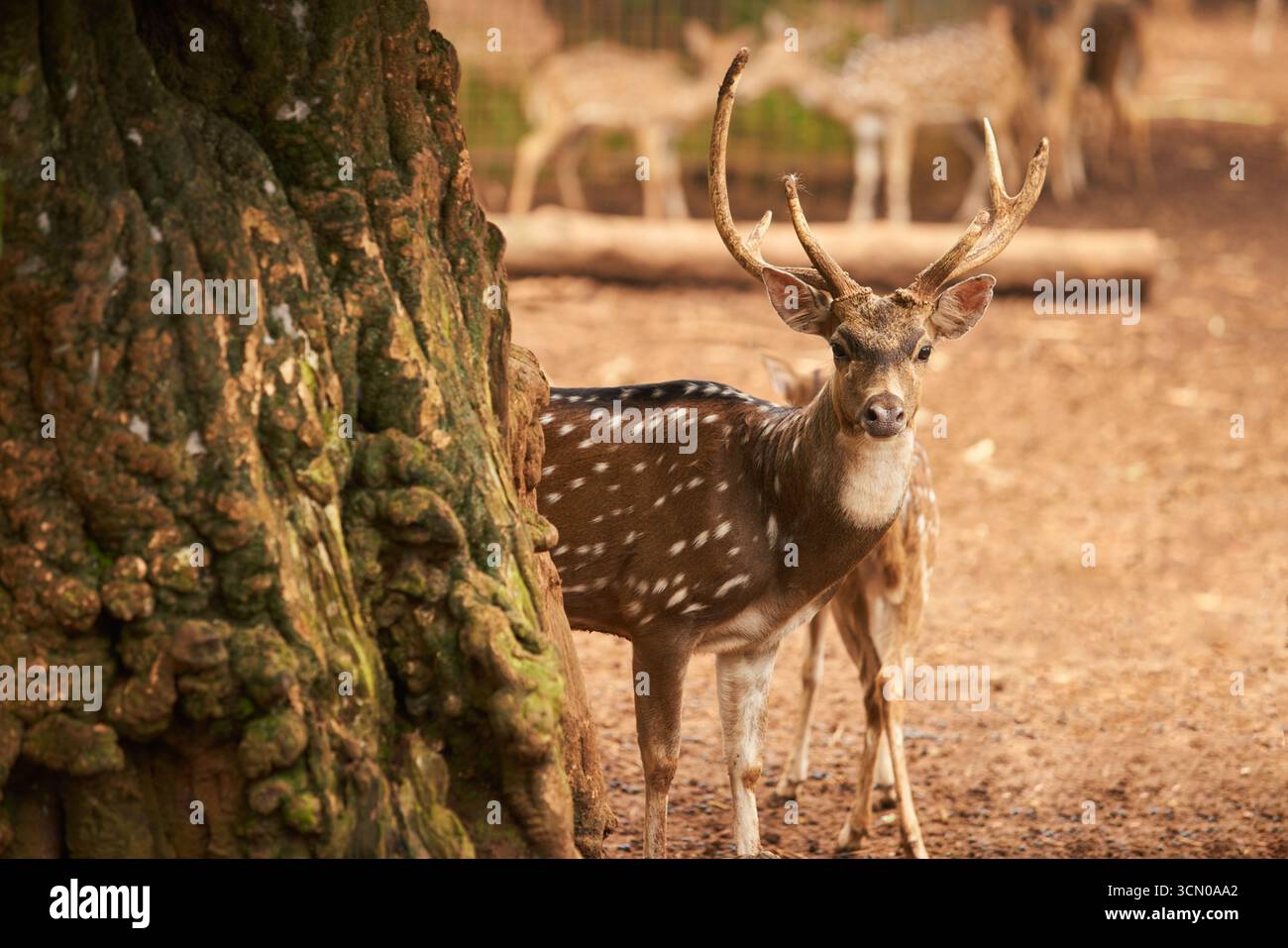 Un cervo maculato (chital) in piedi allerta accanto a un grande tronco di albero testurizzato. Le sue corna sono ben visibili, e guarda direttamente alla telecamera Foto Stock