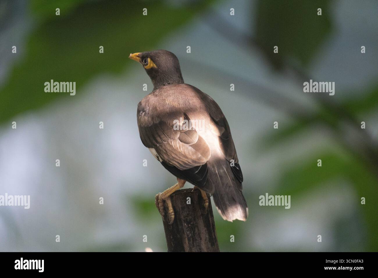 Myna (Acridotheres tristis) arroccata su un ramo con piume illuminate dal sole su uno sfondo verde, Dacca, Bangladesh Foto Stock