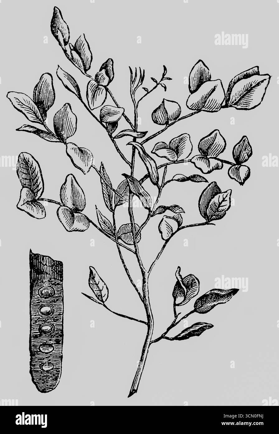 Frutto e ramo del carrubo (Ceratonia siliqua) legumi, baccello, infiorescenza, presenza nella regione mediterranea, pianta utile, il storico Foto Stock