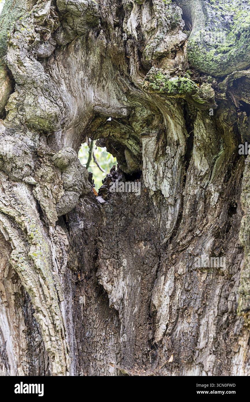 Corteccia di alberi con un buco che mostra una vista all'interno dell'albero, il viale del tiglio vecchio di 400 anni Ladendorf Weinviertel bassa Austria Austria Austria Foto Stock