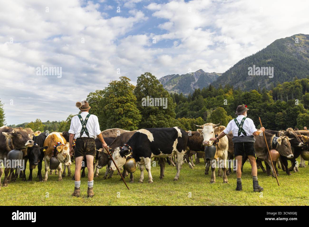 Allevamento di bovini, allevamento di bovini, allevatori alpini, lederhosen, bretelle, cappello in feltro, costume tradizionale, bestiame (Bovidae), paesaggio di montagna, Oberst Foto Stock