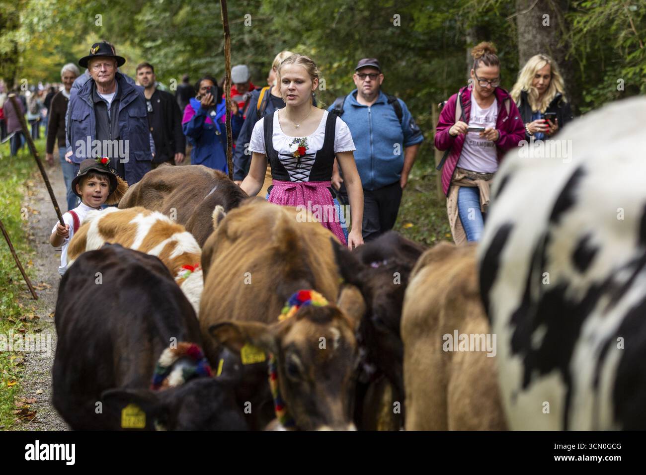 Bestiame, bestiame, bestiame domestico (Bovidae), pastorella, bambini, lederhosen, dirndl, costume tradizionale, Oberstdorf, Oberall Foto Stock