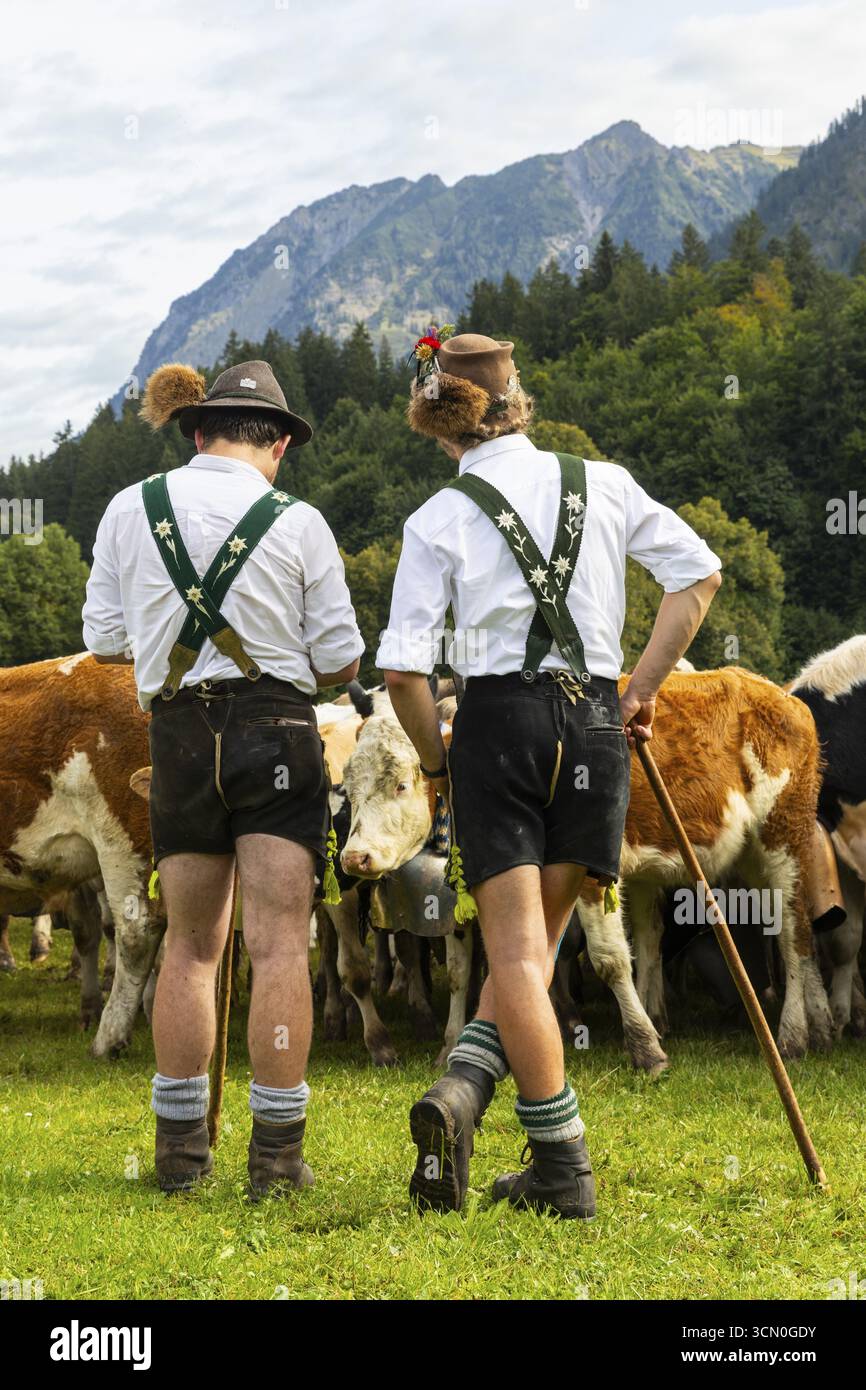 Allevamento di bovini, allevamento di bovini, bovini domestici (Bovidae), allevatori alpini, lederhosen, bretelle, cappello in feltro, barba di camoscio, costume tradizionale, Foto Stock