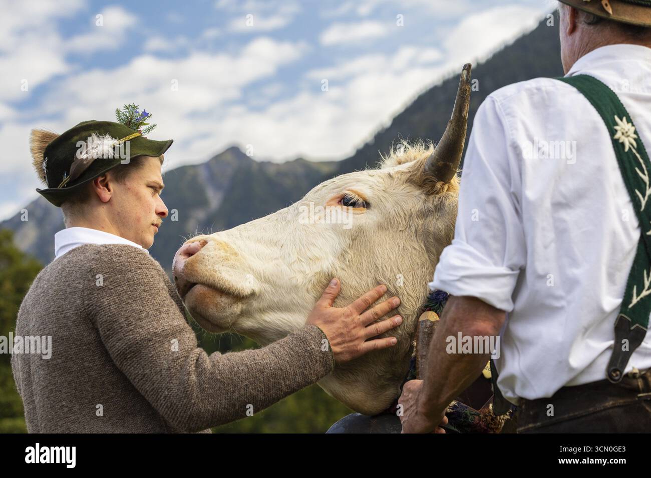 Allevamento di bovini, allevamento di bestiame (Bovidae), lederhosen, costume tradizionale, Oberstdorf, Oberallgaeu, Alpi Allgaeu, Baviera, Germania Foto Stock
