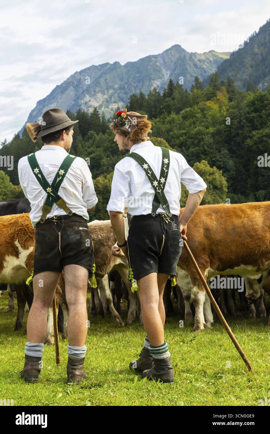 Allevamento di bovini, allevamento di bovini, bovini domestici (Bovidae), allevatori alpini, lederhosen, bretelle, cappello in feltro, barba di camoscio, costume tradizionale, Foto Stock