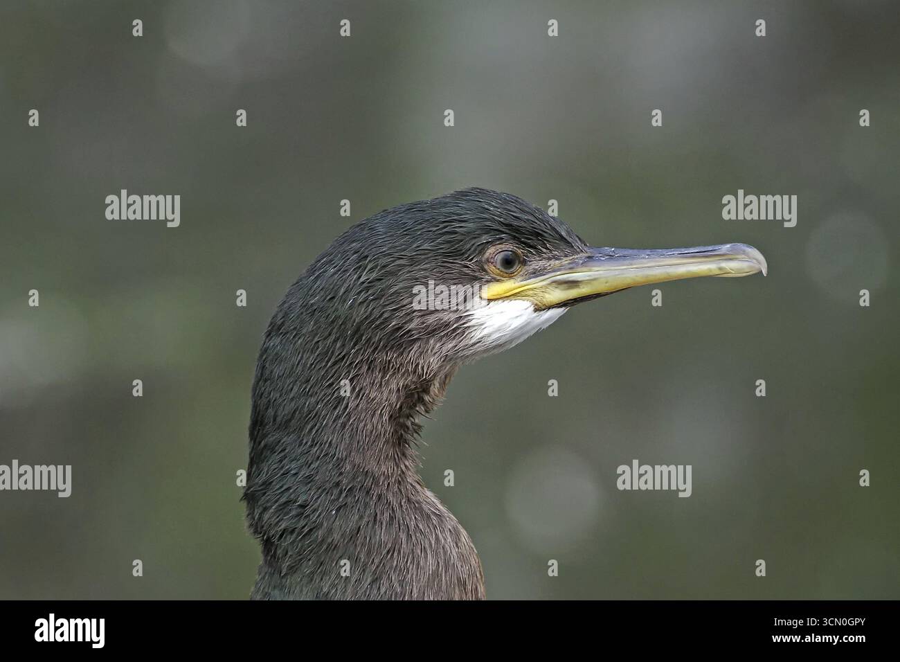 Ritratto dettagliato di uno shag con becco su sfondo sfocato, Isola di Noss, Isole Shetland, Scozia, Gran Bretagna Foto Stock