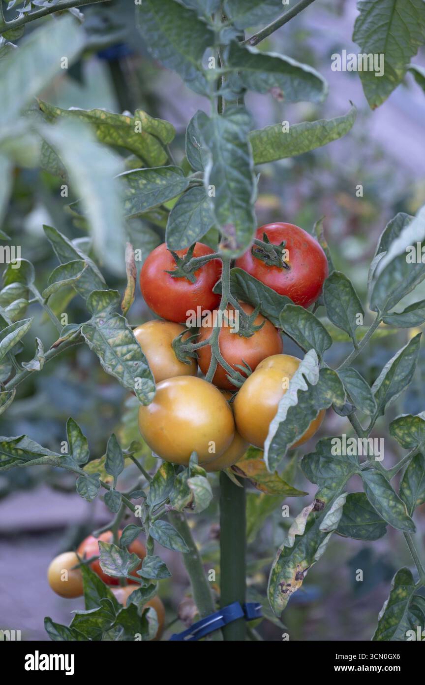 Pomodori maturi (Solanum lycopersicum) sul cespuglio, Baviera, Germania Foto Stock