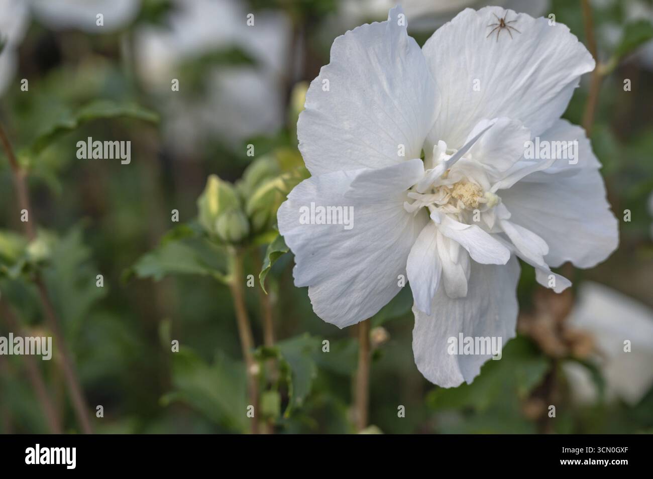 Fiore di ibisco bianco (Hibiscus syriacus), Baviera, Germania Foto Stock
