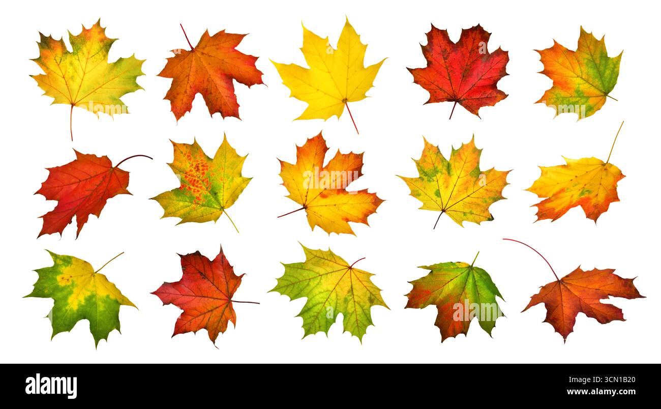 Collage di meravigliose foglie autunnali di acero, studio isolato sul bianco Foto Stock