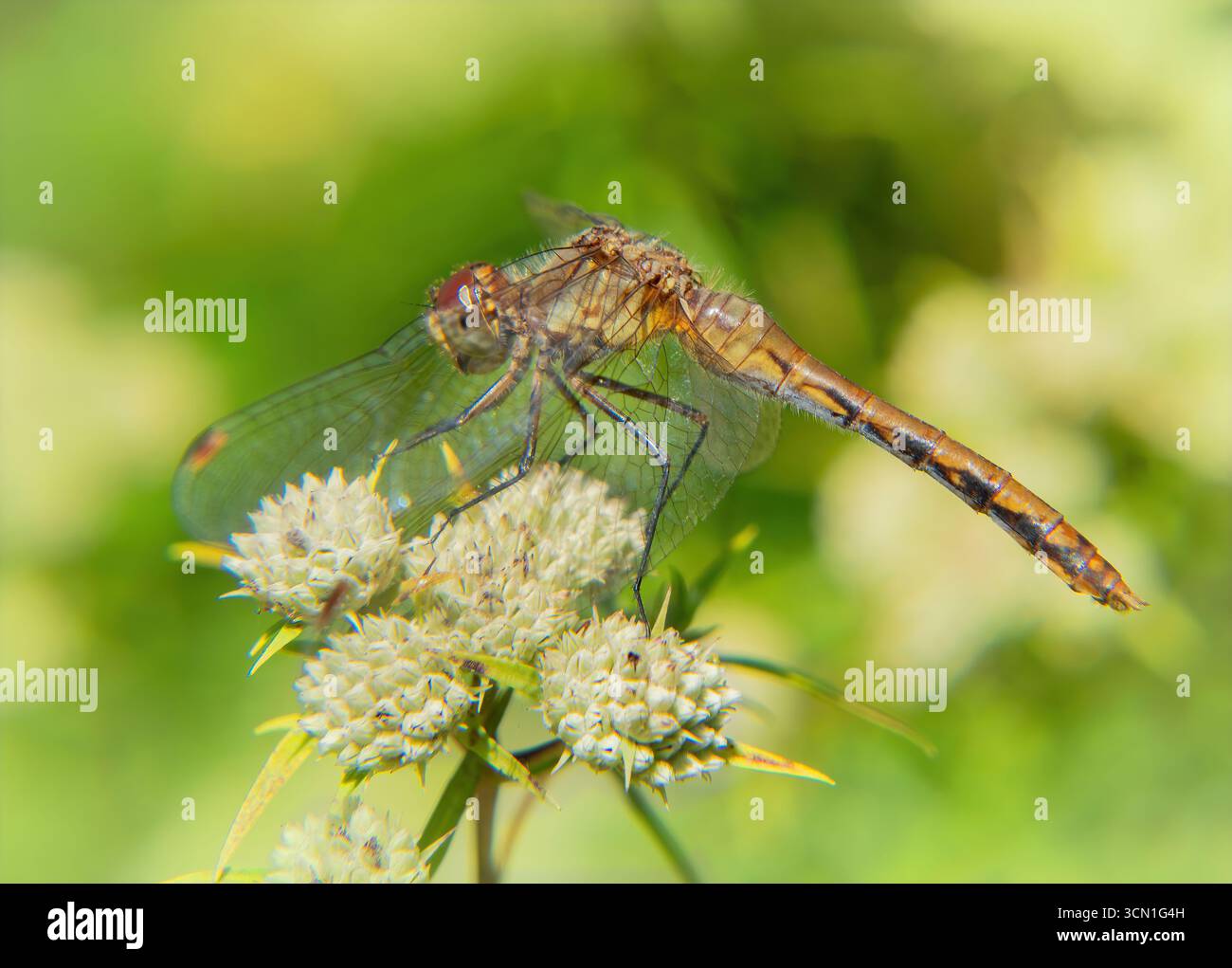 Juvenile Meadowhawk Dragonfly and Milkweed, Nasketucket Bay State Reservation, Massachusetts Foto Stock