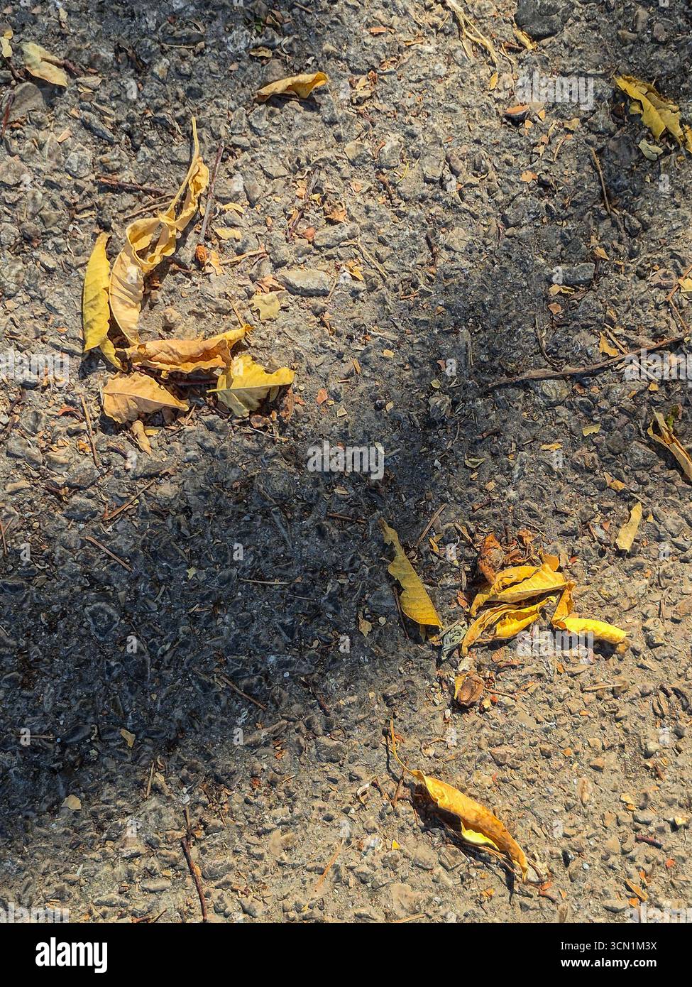 Foglie secche gialle sparse sulla superficie dell'asfalto con ombre. Foto Stock