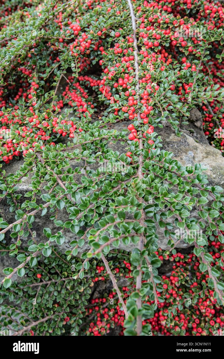 Frutti di bosco autunnali su un Cotoneaster orizzontalis con motivo a spina di pesce di ramificazione. Diversi esempi nel villaggio di Long Preston nel North Yorkshire. Foto Stock